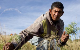 Cây Artemisia có phải là tiên dược chống Covid-19 của Châu Phi?