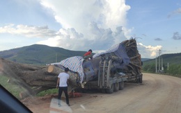 Vụ xe chở cây "quái thú" ở Nghệ An: Kiểm lâm thông tin về nguồn gốc cây