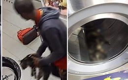 Phát hiện xác 3 con mèo trong máy giặt công cộng, camera soi ra hành động vô nhân đạo của gã đàn ông và cái giá phải trả thích đáng