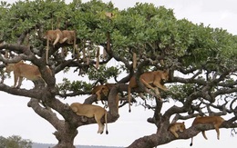 Thử tài tinh mắt: Đố bạn tìm ra đủ 10 con sư tử trên cây!