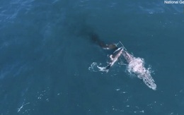 Lần đầu tiên trong lịch sử ghi lại cảnh cá mập trắng khổng lồ hạ gục cá voi