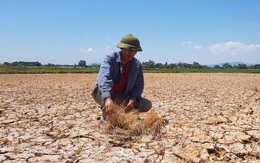 Thanh Hóa: Cận cảnh hình ảnh nứt nẻ của những đồng lúa “giãy chết” trong đại hạn