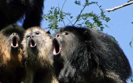 1001 thắc mắc: Loài khỉ nào to mồm nhất, tiếng rú như tiếng súng?