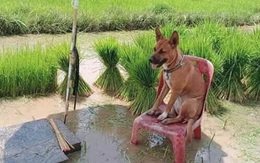 Chú chó sang chảnh nhất năm: Mang tiếng đi cấy lúa với chủ nhưng lại được chăm như ông hoàng, ngồi ghế thảnh thơi lại còn có ô che nắng