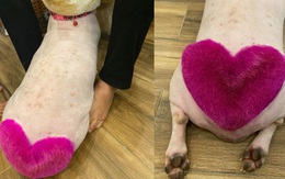 Đã bị "thần heo" nhập, chú chó còn được anh chủ lầy lội tỉa lông theo phong cách trái tim màu hồng bung lụa tình yêu