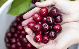 Cảnh nông dân nước ngoài thu hoạch “cơn mưa” cherry trên cây chỉ trong chớp mắt, sang đến Việt Nam được ăn 1 trái cũng khó