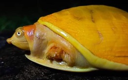 Kỳ lạ rùa bạch tạng vàng rực rỡ hiếm có ở Ấn Độ