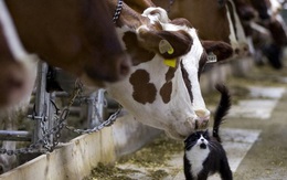 Những bức ảnh truyền cảm hứng về tình yêu thương và sự tử tế khiến ai xem xong cũng cảm thấy ấm lòng