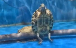 Kinh ngạc cảnh đại ca rùa 'ngồi' cực ngầu, thản nhiên nhìn đàn em bơi lội bên cạnh