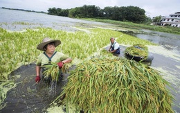 Covid-19, lũ lụt, chiến tranh thương mại: TQ đang đối mặt với nguy cơ an ninh lương thực như thế nào?