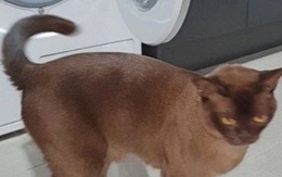 Chui vào máy giặt đánh một giấc, mèo cưng không ngờ mình bị quay suốt 12 phút nhưng cái kết mới là điều bất ngờ