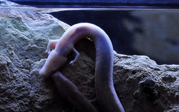 1001 thắc mắc: Động vật nào cực lười, 10 năm không ăn, tuổi thọ vẫn 100 tuổi?