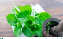 10 tác dụng tuyệt vời cho sức khỏe của lá húng chanh