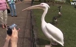 Video: Du khách kinh ngạc chứng kiến cảnh bồ nông nuốt sống chim bồ câu