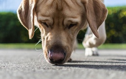 Chile huấn luyện chó phát hiện người mắc Covid-19