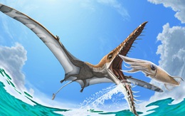 Rhamphorhynchus: Loài thằn lằn bay 'tí hon' sở hữu hàm răng của tử thần