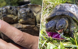 Rùa hai đầu sống lâu nhất thế giới sắp bước sang tuổi 23
