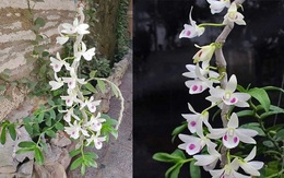 "90 tỷ đồng cho một giò lan đột biến không có gì là kinh khủng"