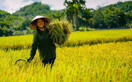 Vượt Thái Lan, Việt Nam có giá gạo xuất khẩu cao nhất thế giới
