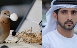 Chim mẹ chọn đúng ô tô của Hoàng tử Dubai làm tổ và pha xử lý không ai ngờ của chàng hoàng tử điển trai được dân mạng khen ngợi rần rần
