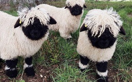 Những chú cừu trông không khác gì thú nhồi bông và nhân vật hoạt hình có thật khiến ai ai cũng muốn cưng nựng