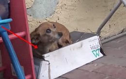 Cô chó bị bỏ rơi trên đường suốt 5 tháng trời, tổ chức động vật đến cứu thì nhận ra điều xót xa ở con vật khi nhấc bổng nó lên