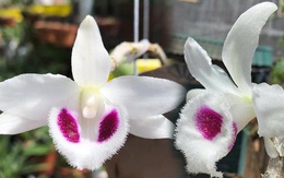 Cảnh báo nhận 'quả đắng' trong cơn sốt lan đột biến tiền bạc tỷ