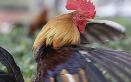 74.000 người Pháp ký đơn đòi công lý cho một con gà trống