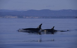 Cá voi sát thủ cản trở hải quân Mỹ thử nghiệm vũ khí siêu vượt âm