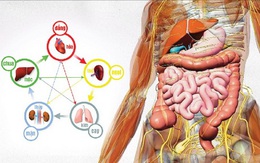 Lựa chọn thực phẩm giúp điều hòa ngũ tạng, tăng cường sức khỏe