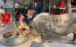 Chú heo mọi như bước ra từ tranh Đông Hồ bỗng xuất hiện trên đường phố Biên Hòa, chuyên xin ăn theo kiểu "lầy lội", đến khi no mới chịu về nhà