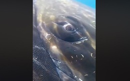 Video: Kinh ngạc với hình ảnh độc đáo của cá voi lưng gù ở cự ly cực gần
