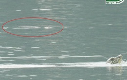 Vì sao 9 năm mới phát hiện rùa Hoàn Kiếm thứ 2 ở hồ Đồng Mô?