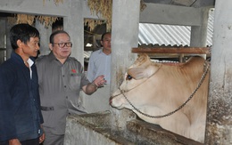 Nuôi đàn bò vàng đặc sản ở nơi toàn đá là đá, Hờ Mí Chơ thành triệu phú