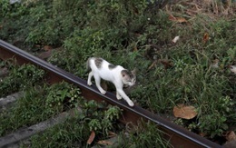 Mèo ‘buôn lậu ma túy' trốn thoát khỏi nhà tù Sri Lanka