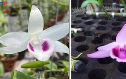 Cảnh báo người mua về “trái đắng” từ lan đột biến giá tiền tỉ