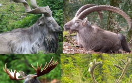 1001 thắc mắc: Những loài vật nào có cặp sừng ‘khủng’ nhất thế giới?