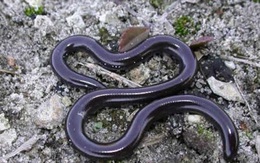 Sự thật về loài rắn nhỏ bé bị cho là độc đến mức "cắn là chết" khiến nhiều người kinh sợ