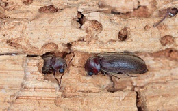 Úc: "Sốc" khi phát hiện loài côn trùng nguy hiểm từ TQ ẩn trong đồ gỗ