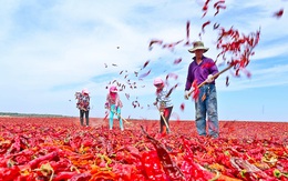 24h qua ảnh: Nông dân Trung Quốc phơi khô ớt trên cánh đồng