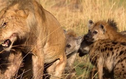 Clip: “Đi lạc” vào lãnh thổ bầy linh cẩu, sư tử cái bị đánh hội đồng và màn giải cứu ngoạn mục