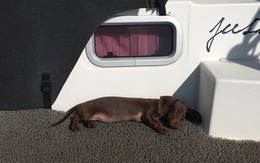 Chú chó vượt 16.000 km tìm về với chủ nhân sau 5 tháng mắc kẹt ở Mỹ do COVID-19