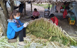 Loại cây từng bị xem như cỏ dại trở thành đặc sản, người trồng thu tiền triệu mỗi ngày