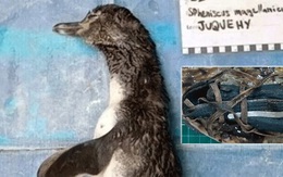 Chim cánh cụt chết thảm vì nuốt phải khẩu trang