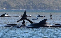 Hơn 380 con cá voi chết trong vụ mắc cạn lớn nhất thế giới ở Úc