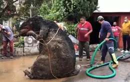 Người phụ nữ chết đuối trong nhà vì ngập lụt, sau khi thông cống phát hiện 'con chuột' khổng lồ cùng hàng tấn rác thải gây tắc cứng