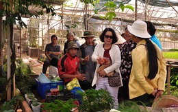 Vì sao du lịch canh nông đang "bùng nổ" ở Đà Lạt lại bị tạm ngừng cấp phép?