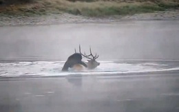 Video: Nai sừng tấm bị gấu xám truy sát, dìm chết ở giữa sông