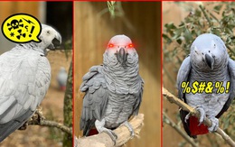5 con vẹt bị đuổi khỏi công viên vì dạy nhau chửi bậy rồi chửi luôn cả khách tham quan