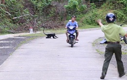 Voọc gáy trắng tấn công hàng loạt người: Bác phương án dùng chó nghiệp vụ xua đuổi